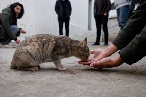L’entraide autour des chats errants : comment la communauté s’organise