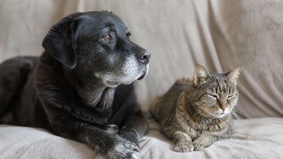 Chiens et chats seniors : quelles avancées pour leur prise en charge cette année ?