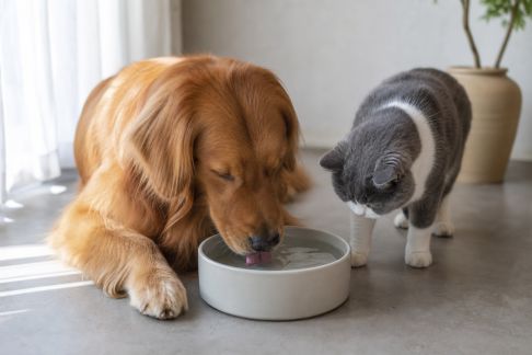 Comprendre les besoins en eau de son animal de compagnie
