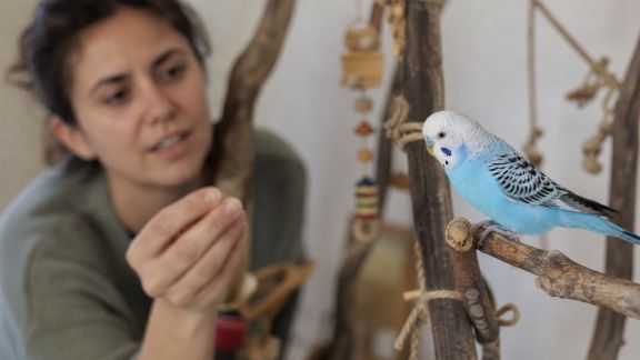 Échange avec un spécialiste des oiseaux de compagnie : conseils pour un environnement adapté
