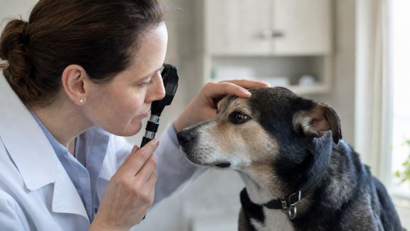 Interview d’un vétérinaire ophtalmologiste : préserver la vue de nos animaux