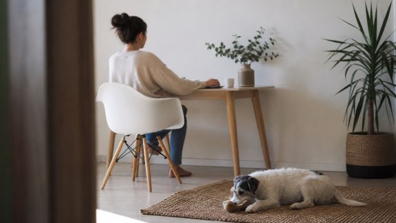 Comment occuper votre animal pendant vos journées de télétravail
