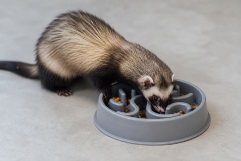 Essai de la gamelle interactive pour ralentir la prise alimentaire chez les furets