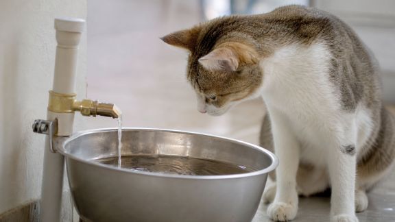Fabriquer une fontaine à eau maison pour chats et petits chiens