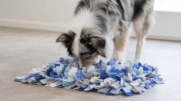 Installer un tapis de fouille pour stimuler l’odorat de son chien