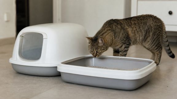 Bacs à litière fermés ou ouverts : quels avantages pour les chats et leurs propriétaires ?