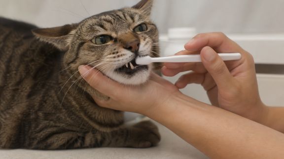 Apprendre à brosser les dents de son chat étape par étape