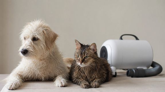 Notre retour sur un sèche-poils silencieux pour chiens et chats après le bain
