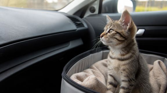 Gérer les premiers trajets en voiture avec un chiot ou un chaton sans stress