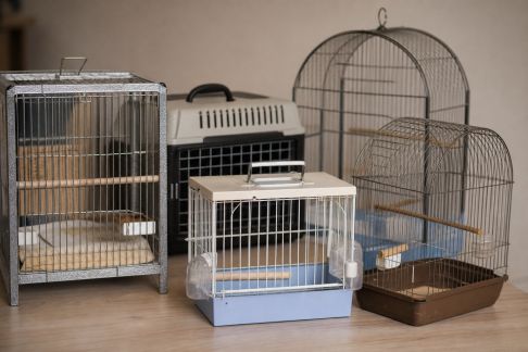 Comparatif des cages de transport pour oiseaux : sécurité et confort sur la route