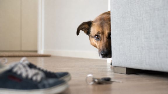 Aider un animal peureux à s’habituer aux bruits du quotidien