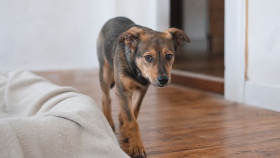 Aider un animal adopté à s’adapter rapidement à son nouvel environnement