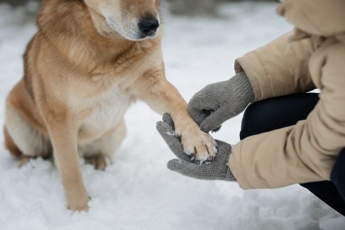 Protéger les pattes de son chien en hiver : conseils pratiques à adopter