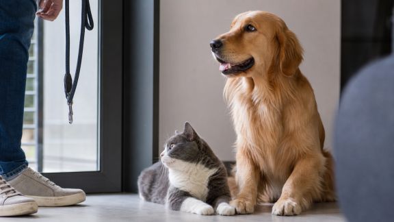 Animaux de compagnie : quelles nouvelles obligations pour les propriétaires en copropriété ?