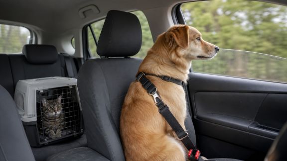 Animaux de compagnie et sécurité routière : les nouvelles mesures en application