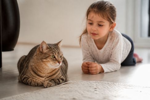 Habituer progressivement un chat adulte à la présence d’enfants