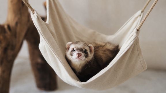Réaliser un hamac confortable pour les furets avec peu de matériel